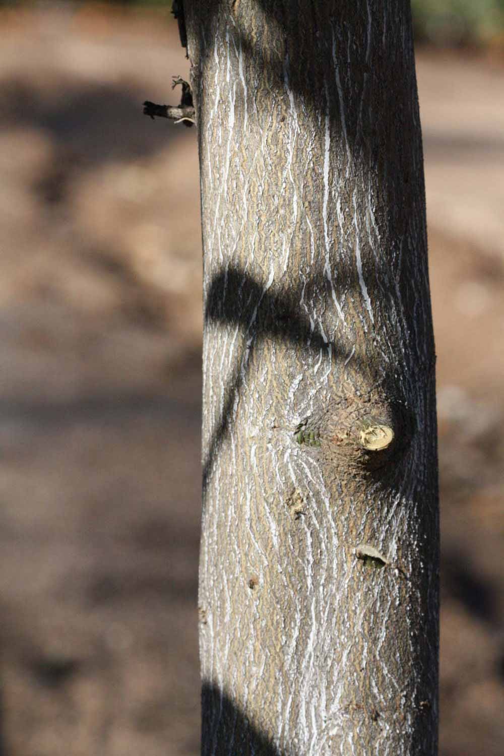              Bark (Riverside, CA)       